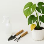 Comment entretenir une plante Monstera deliciosa : guide complet
